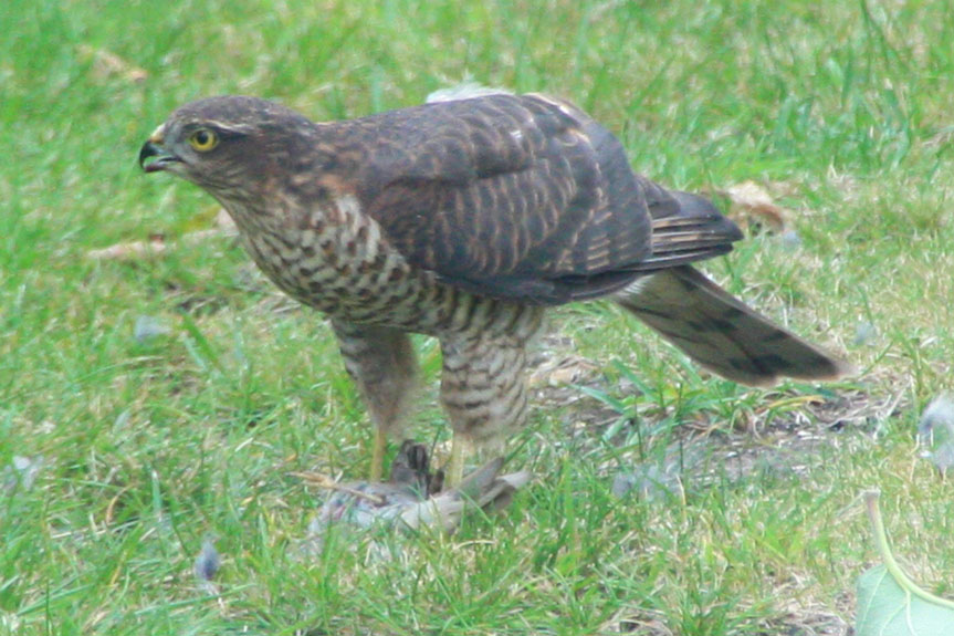 Sparrowhawk 02