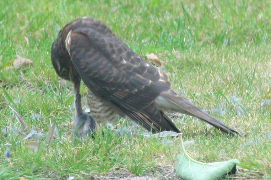 Sparrowhawk 07