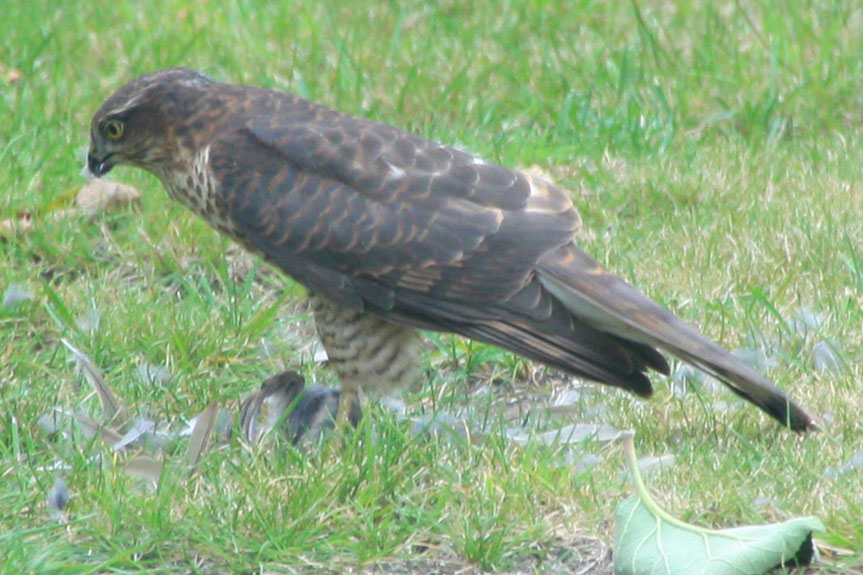 Sparrowhawk 11