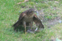 Sparrowhawk 01