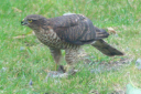 Sparrowhawk 02