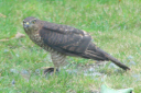 Sparrowhawk 03