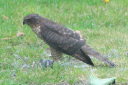 Sparrowhawk 04