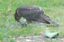 Sparrowhawk 05
