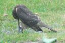 Sparrowhawk 07