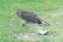 Sparrowhawk 09