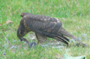 Sparrowhawk 10