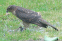 Sparrowhawk 11