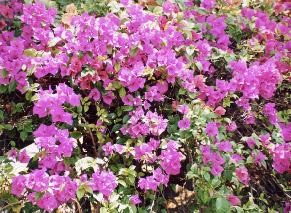 bougainvilliae