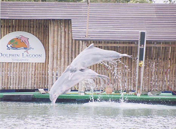 dolphins