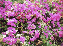 bougainvilliae