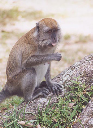 monkey_edited-1