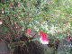 Blue Mountains 20