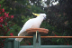 Canberra-077