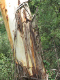 Tathra-032