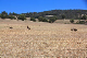Flinders-097