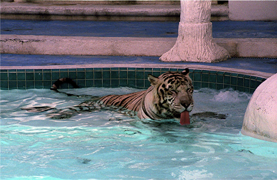 LV - The Mirage, White Tiger 6 (Neg)