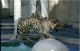 LV - The Mirage, White Tiger 5 (Neg)