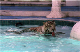 LV - The Mirage, White Tiger 6 (Neg)