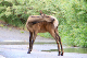 Estes Park 05